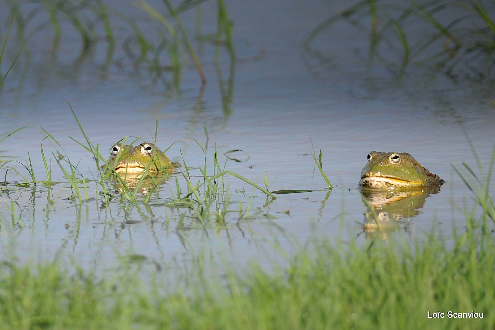 Grenouille taureau africaine/African Bullfrog (1)