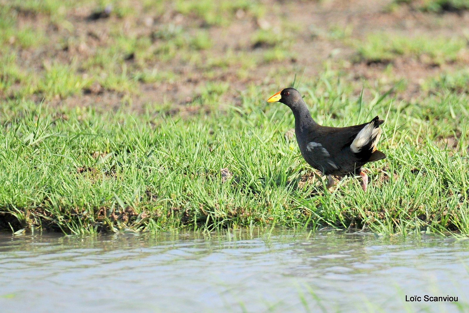 Gallinule africaine/Lesser Moorhen (1)