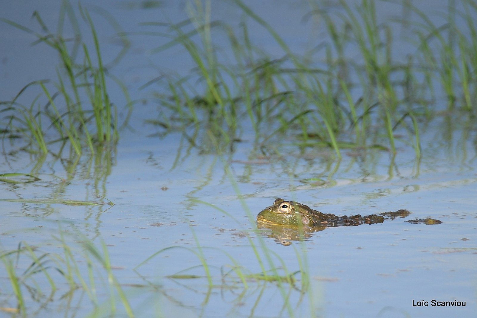 Grenouille taureau africaine/African Bullfrog (2)