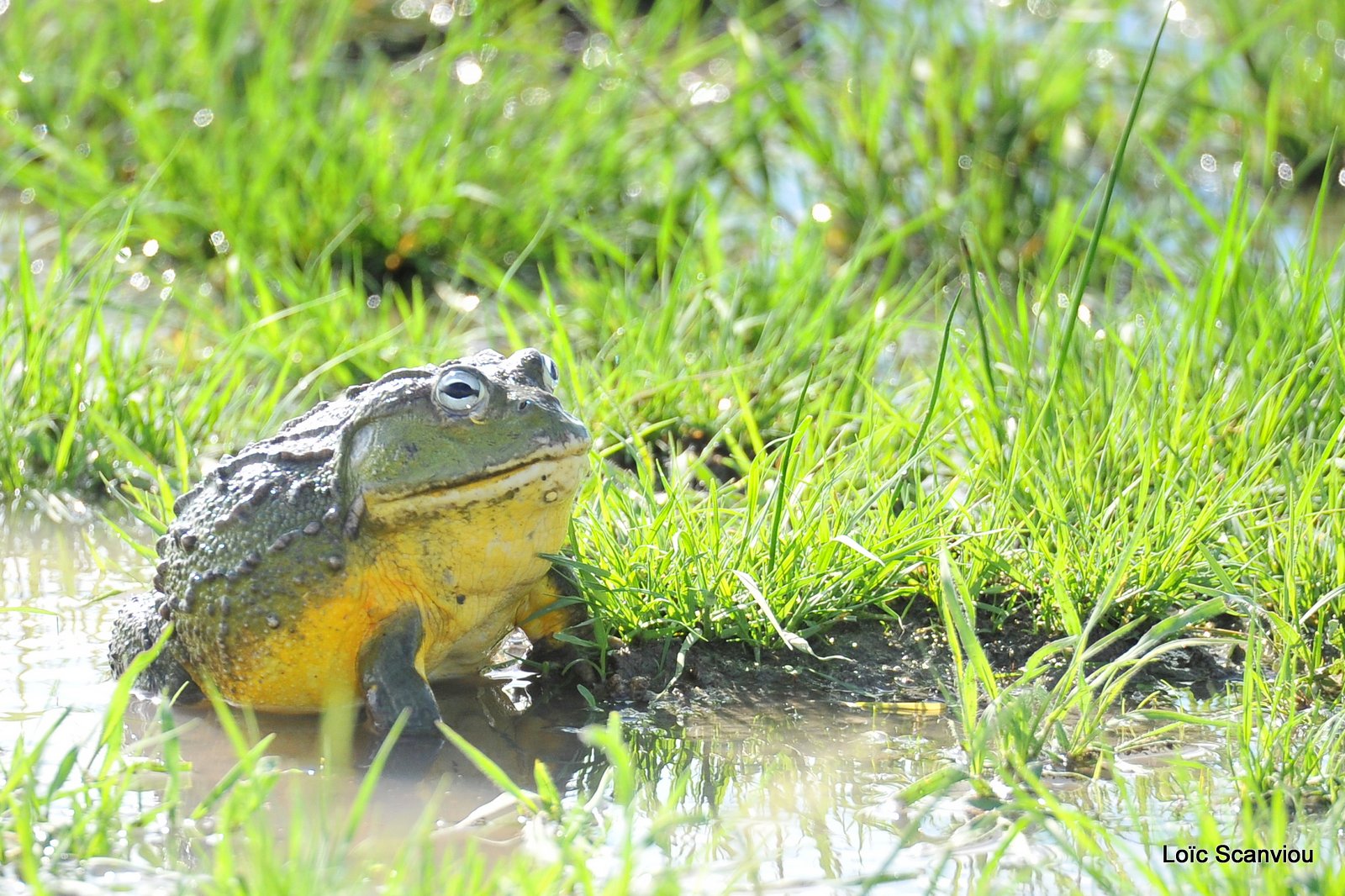 Grenouille taureau africaine/African Bullfrog (3)