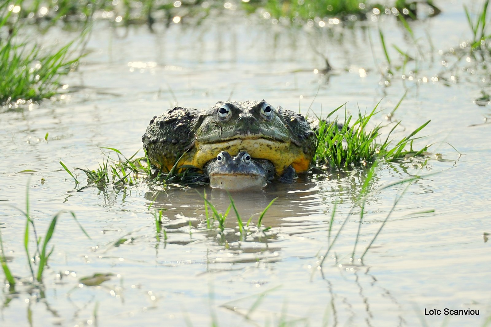 Grenouille taureau africaine/African Bullfrog (4)