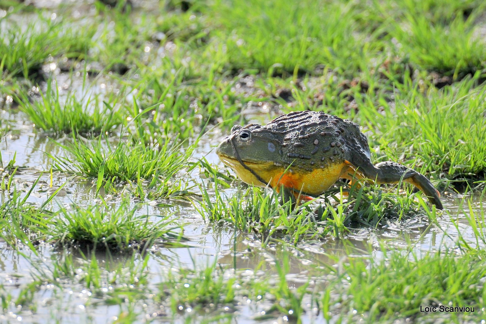 Grenouille taureau africaine/African Bullfrog (5)