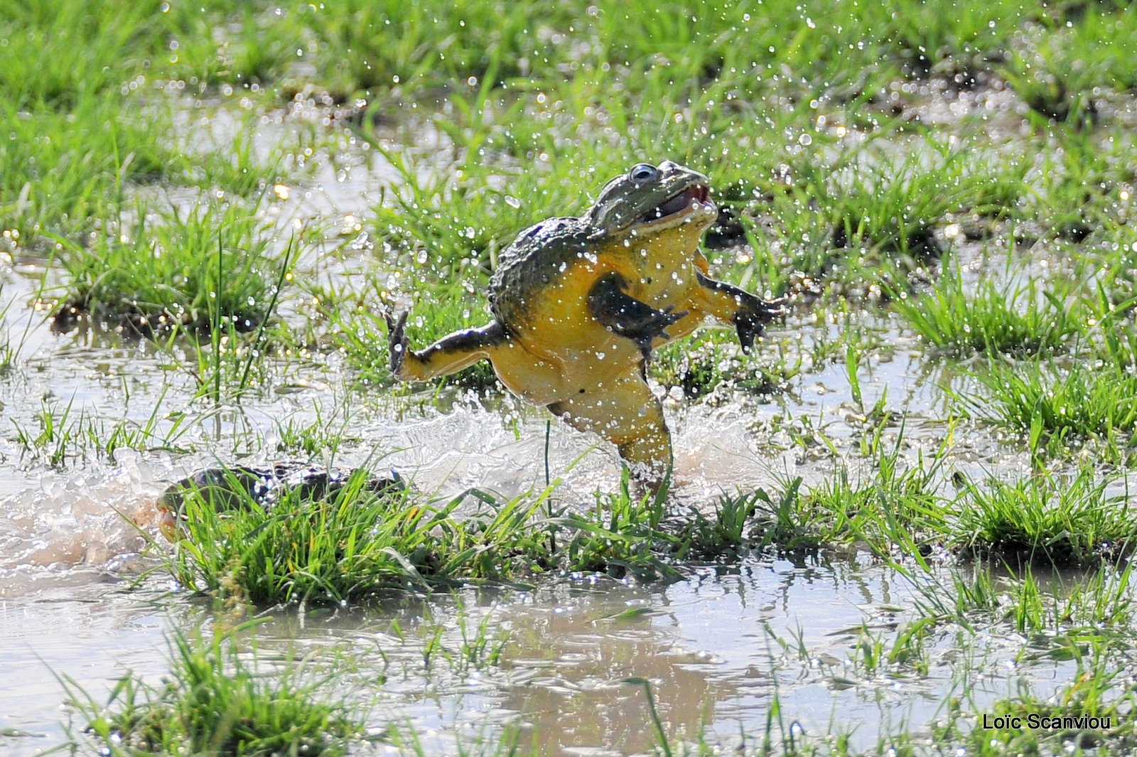 Grenouille taureau africaine/African Bullfrog (7)