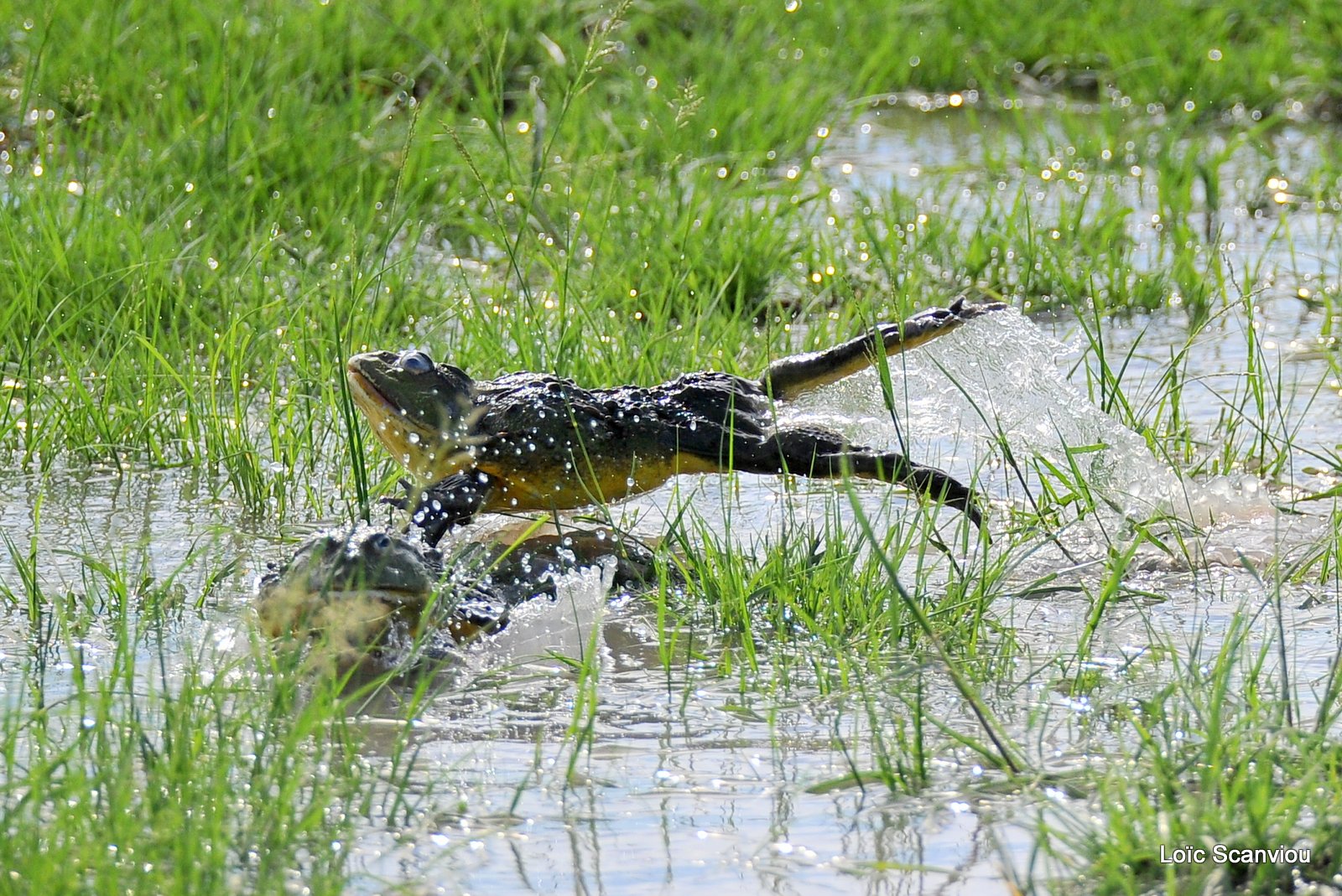 Grenouille taureau africaine/African Bullfrog (8)