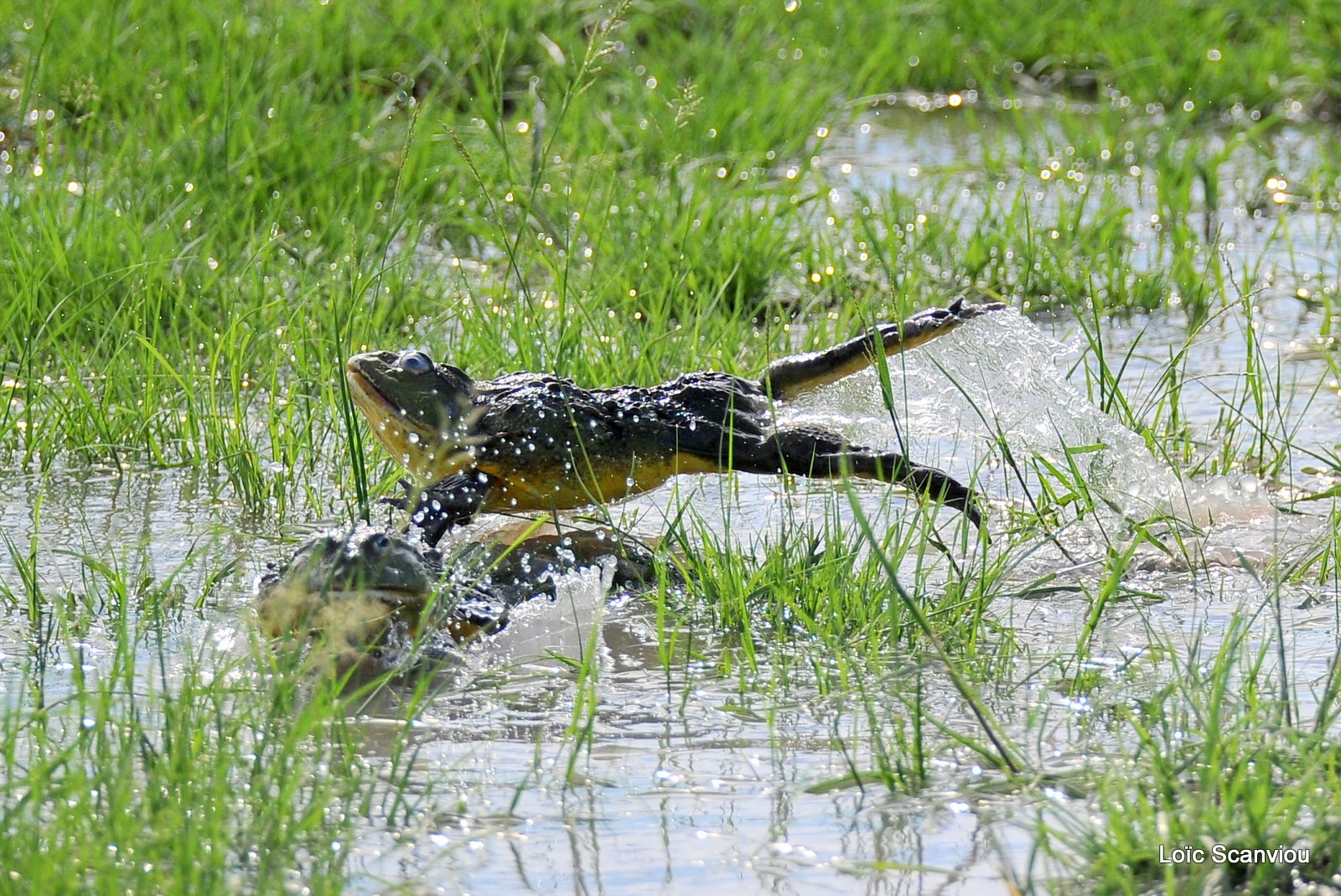 Grenouille taureau africaine/African Bullfrog (8)