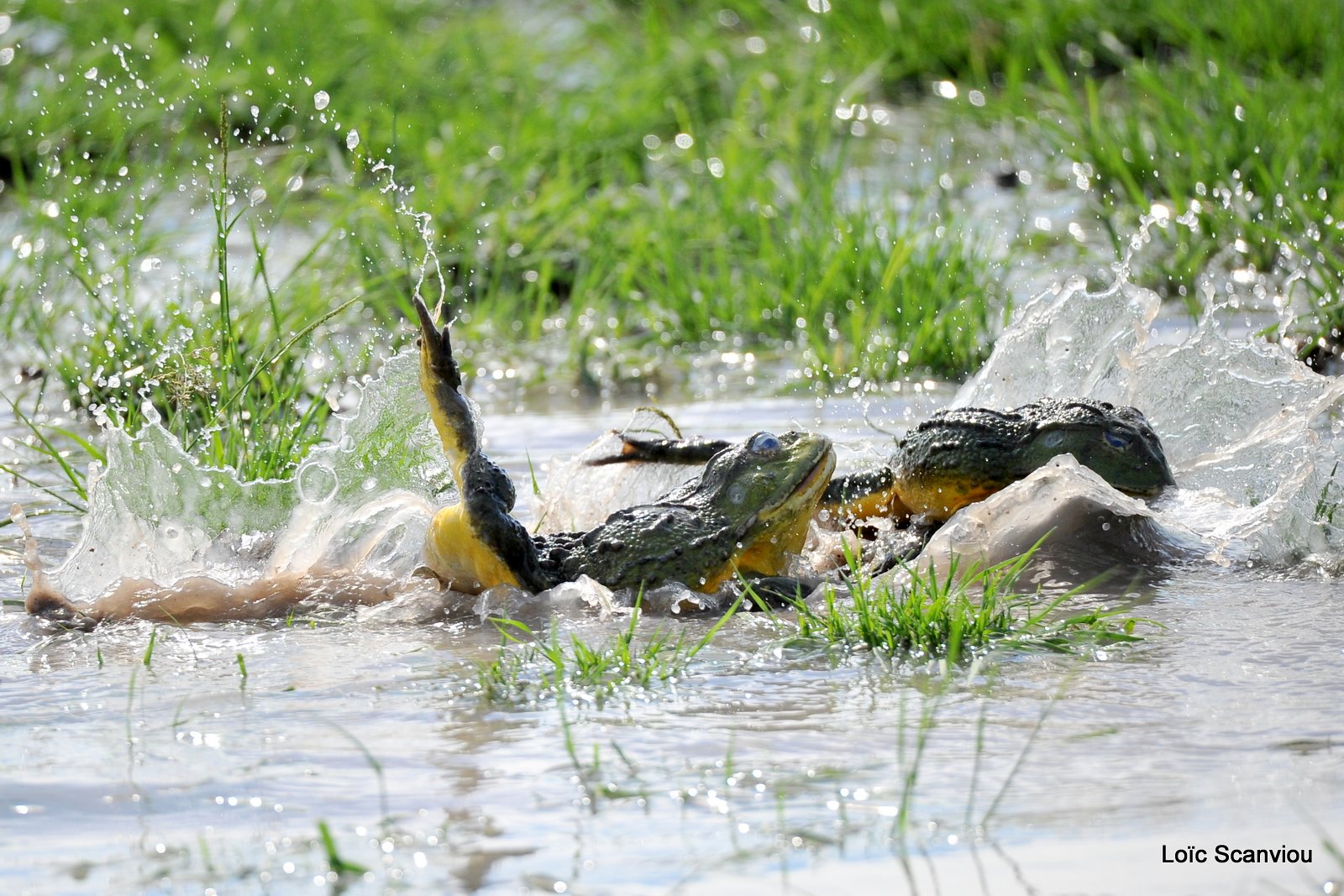 Grenouille taureau africaine/African Bullfrog (9)