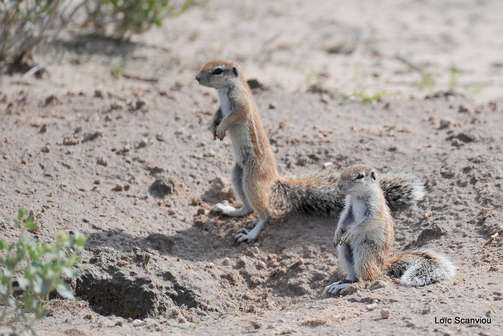 Écureuil terrestre du Cap/Cape Ground Squirrel (1)