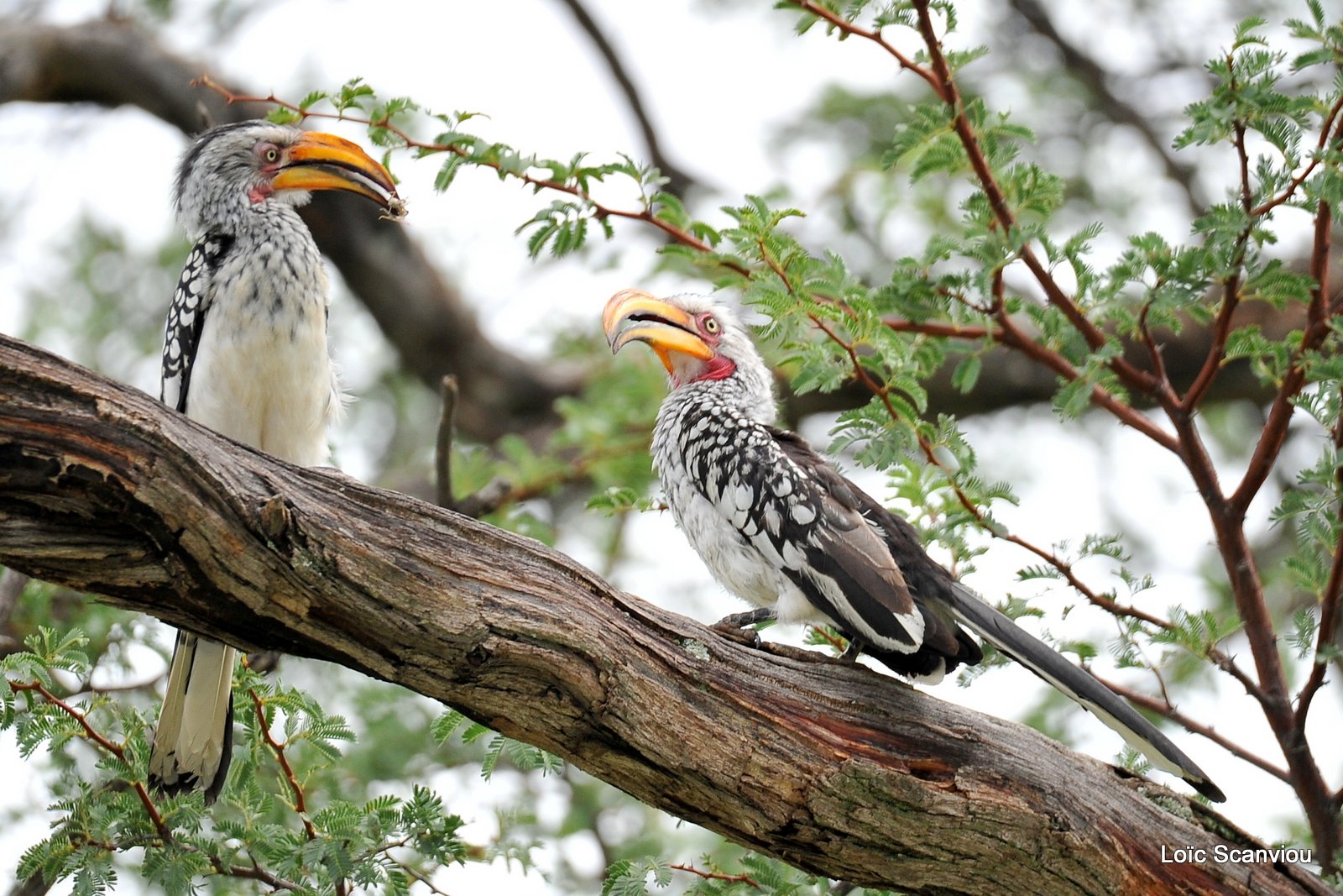 Calao leucomèle/Southern Yellow-billed Hornbill (1)