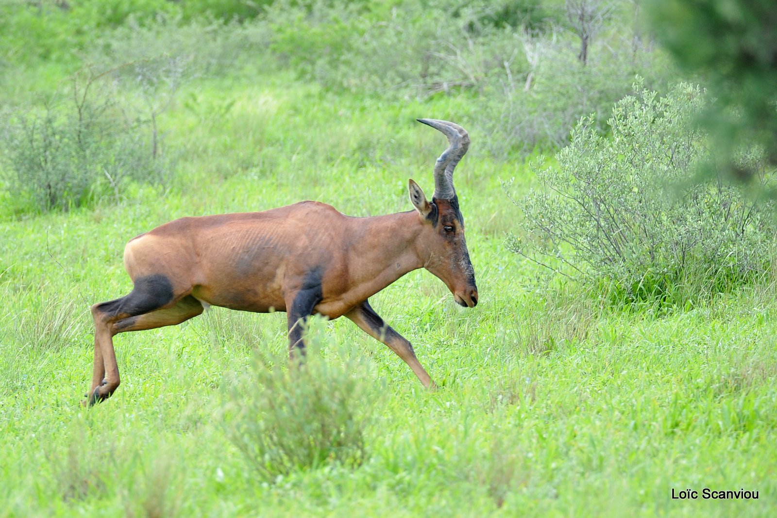 Bubale roux/Common Hartebeest (2)