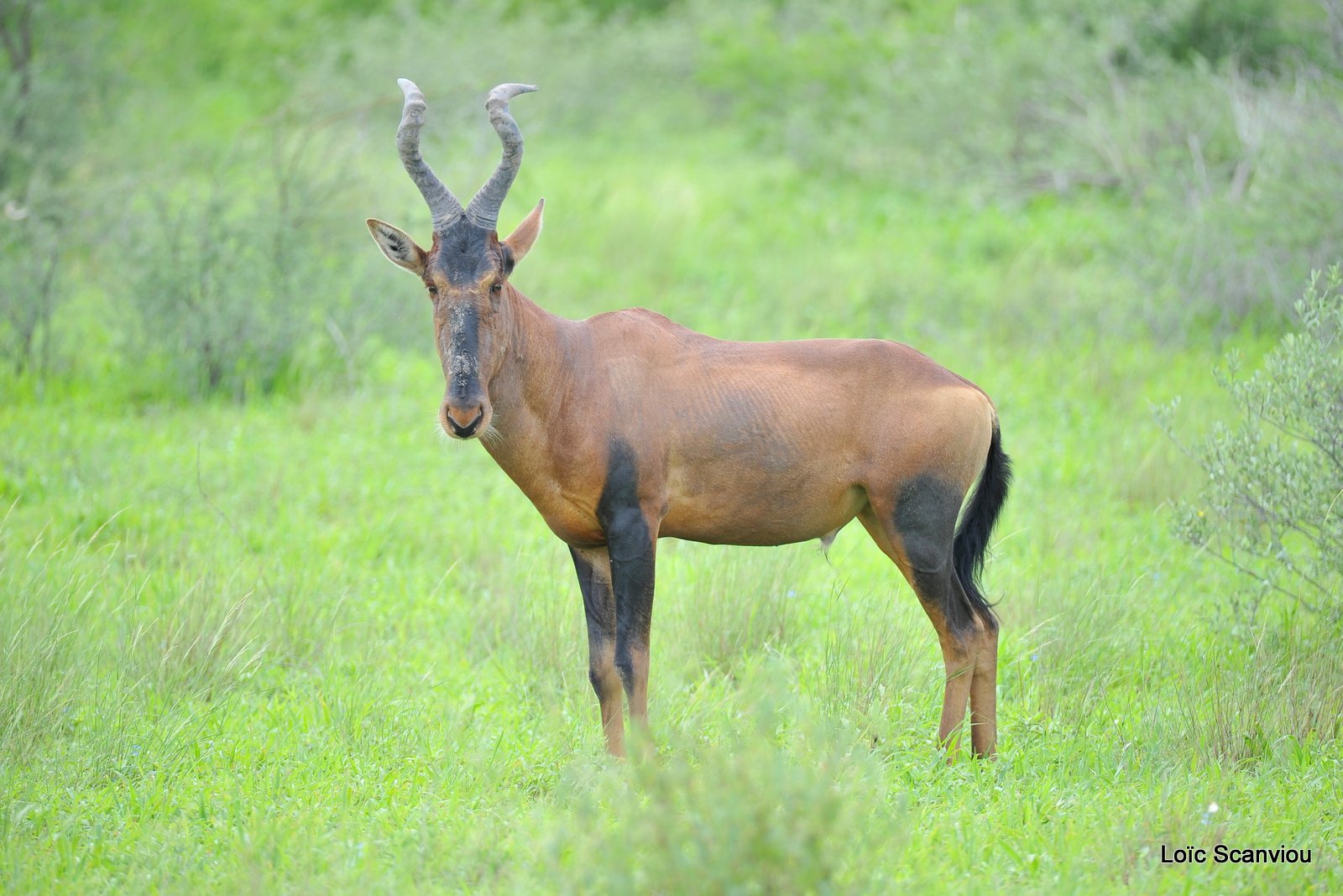 Bubale roux/Common Hartebeest (3)