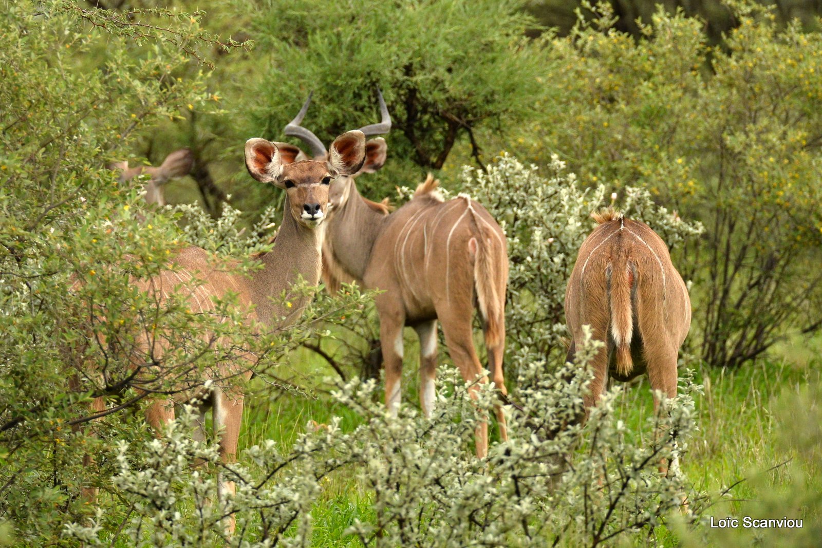 Grand koudou/Greater Kudu (1)