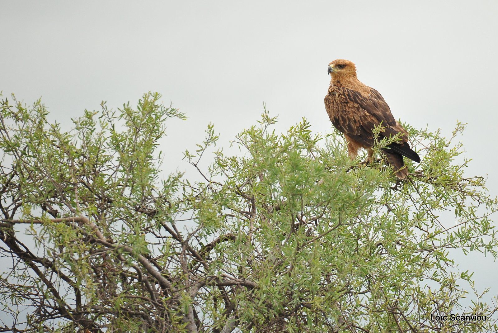 Aigle ravisseur/Tawny Eagle (1)