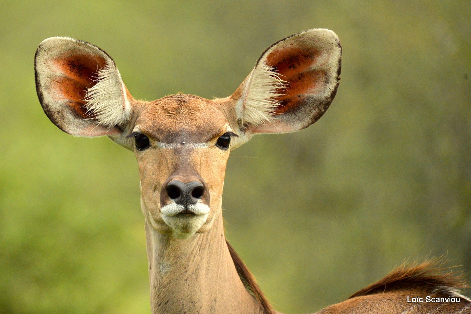 Grand koudou/Greater Kudu (2)