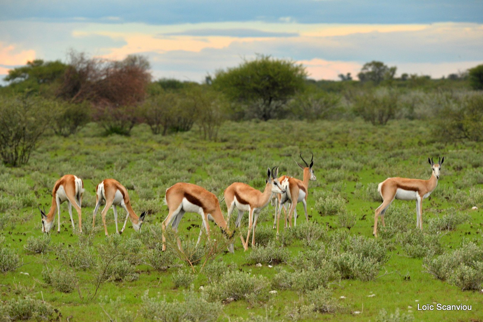 Springbok (2)