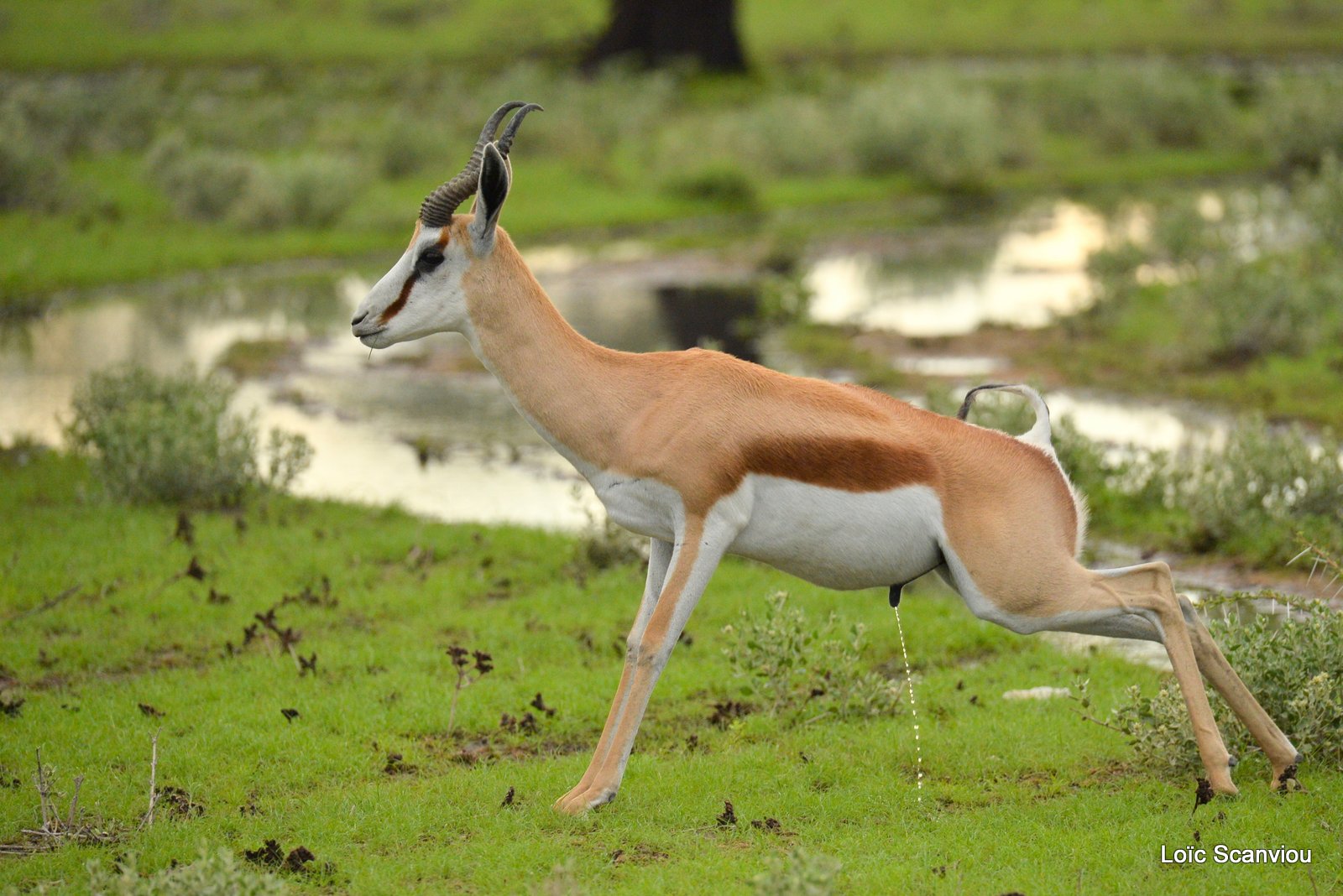 Springbok (4)