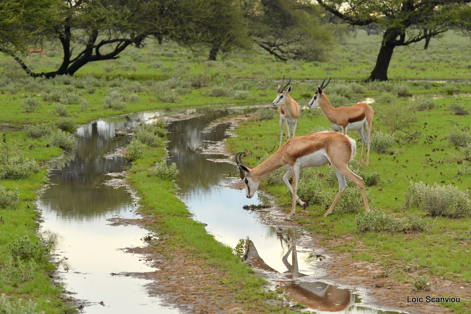 Springbok (5)