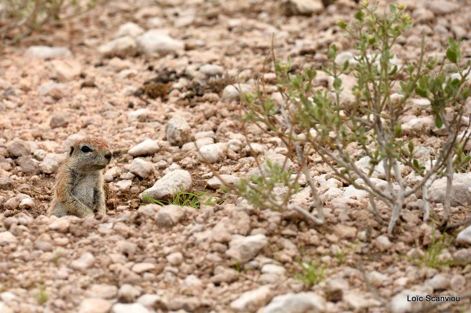 Écureuil terrestre du Cap/Cape Ground Squirrel (2)