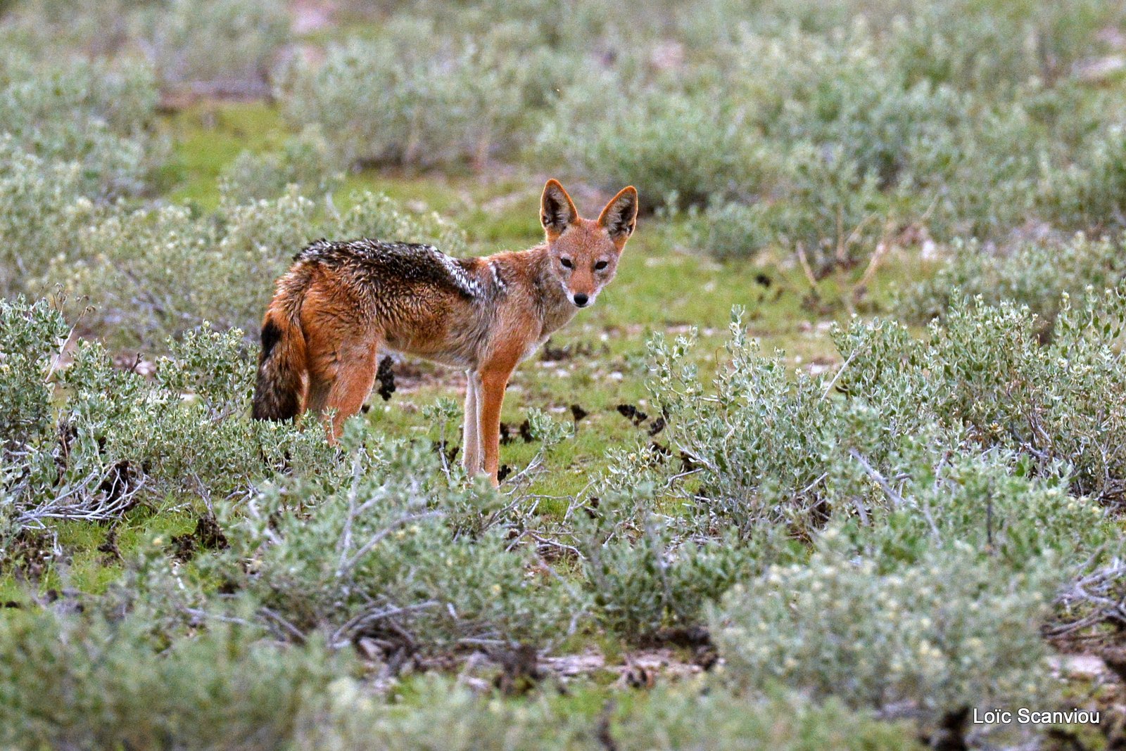 Chacal à chabraque/Black-backed Jackal (6)