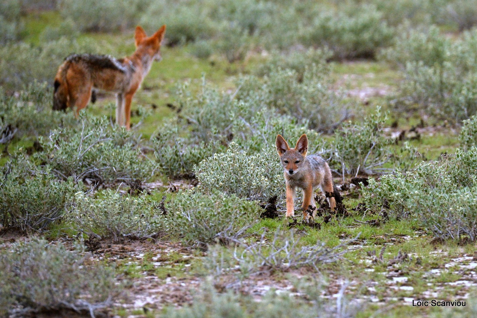 Chacal à chabraque/Black-backed Jackal (7)