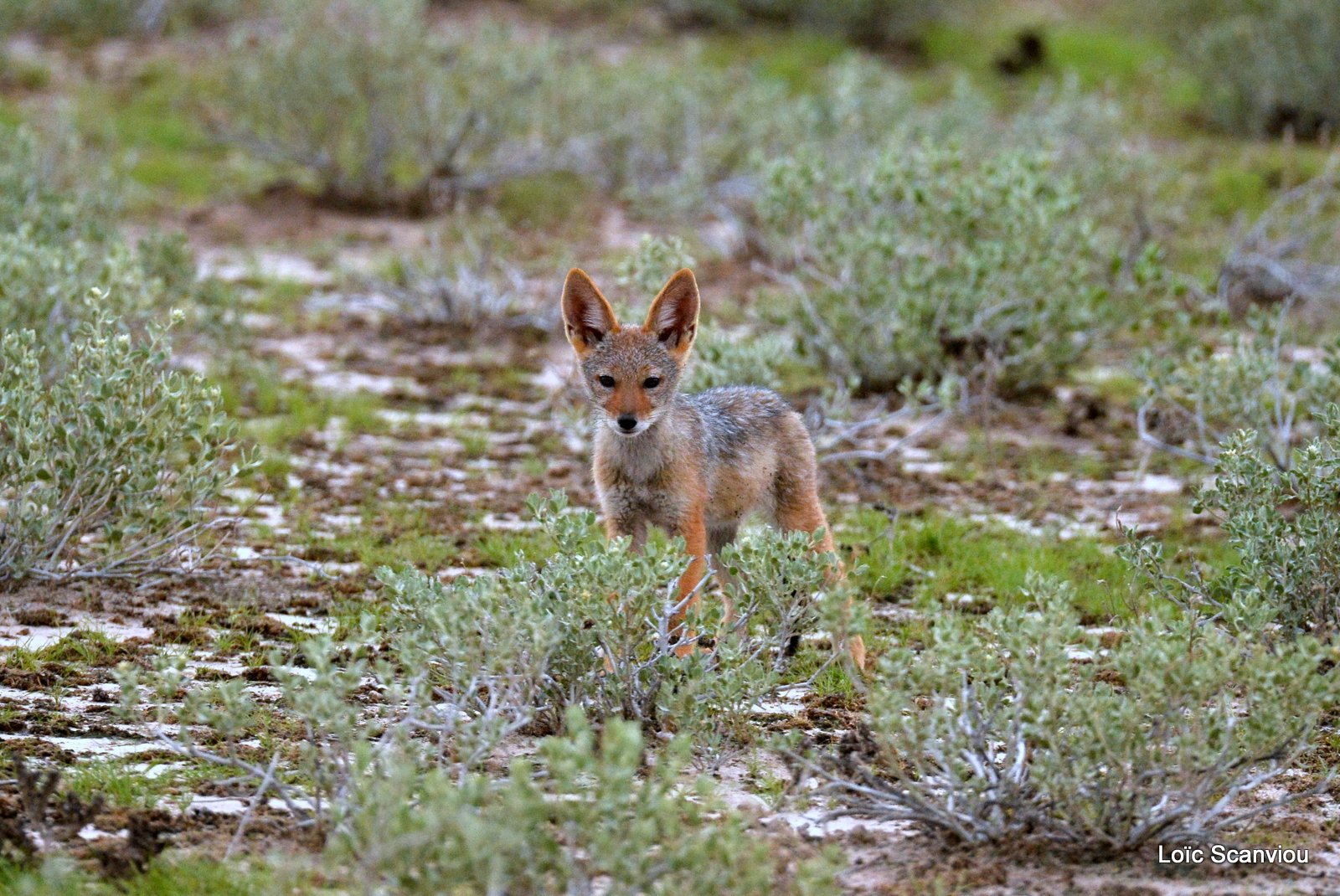 Chacal à chabraque/Black-backed Jackal (8)