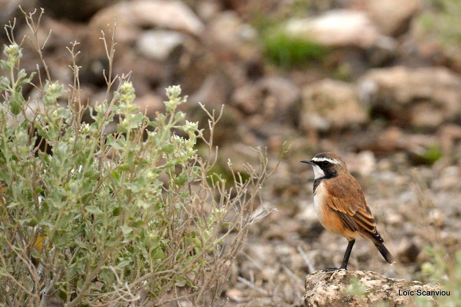 Traquet du Cap/Capped Wheatear (1)