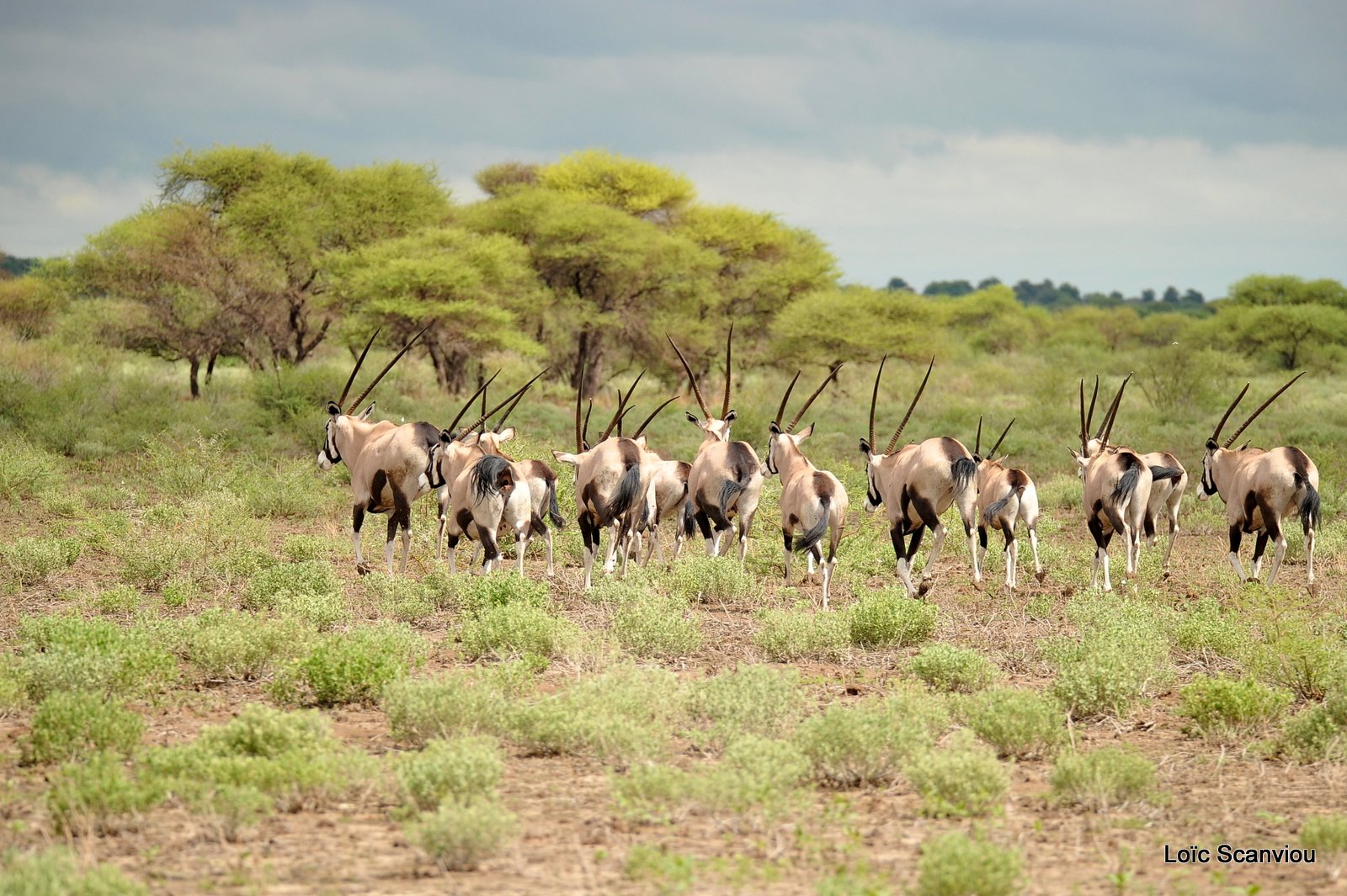 Oryx gazelle/Gemsbok (2)