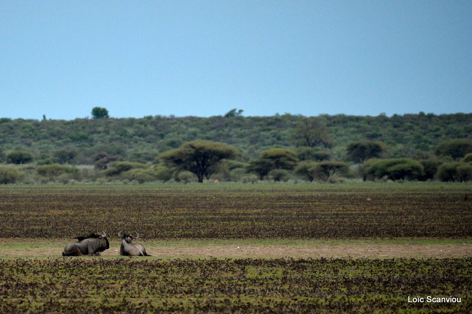 Gnou bleu/Wildebeest (2)