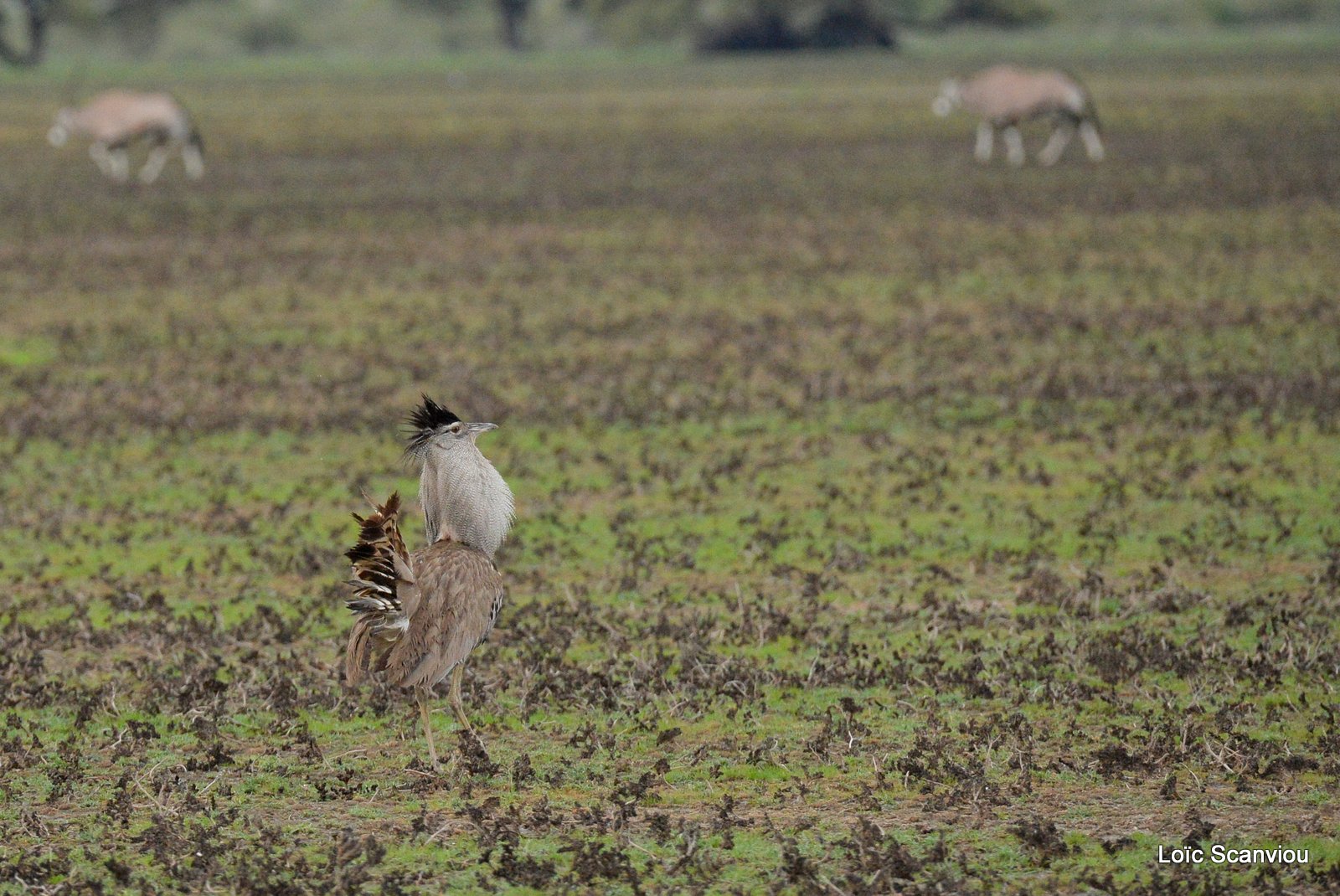 Outarde Kori/Kori Bustard (4)