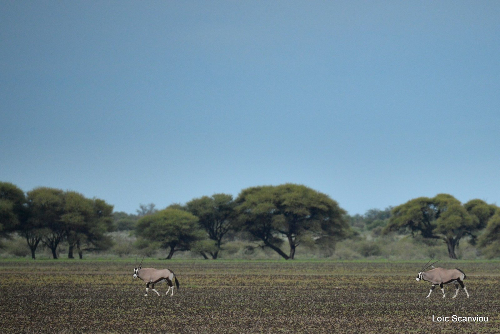 Oryx gazelle/Gemsbok (20)