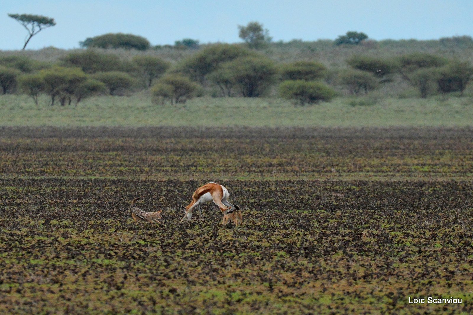 Chacals à chabraque et Springbok/Jackals and Springbok (1) 