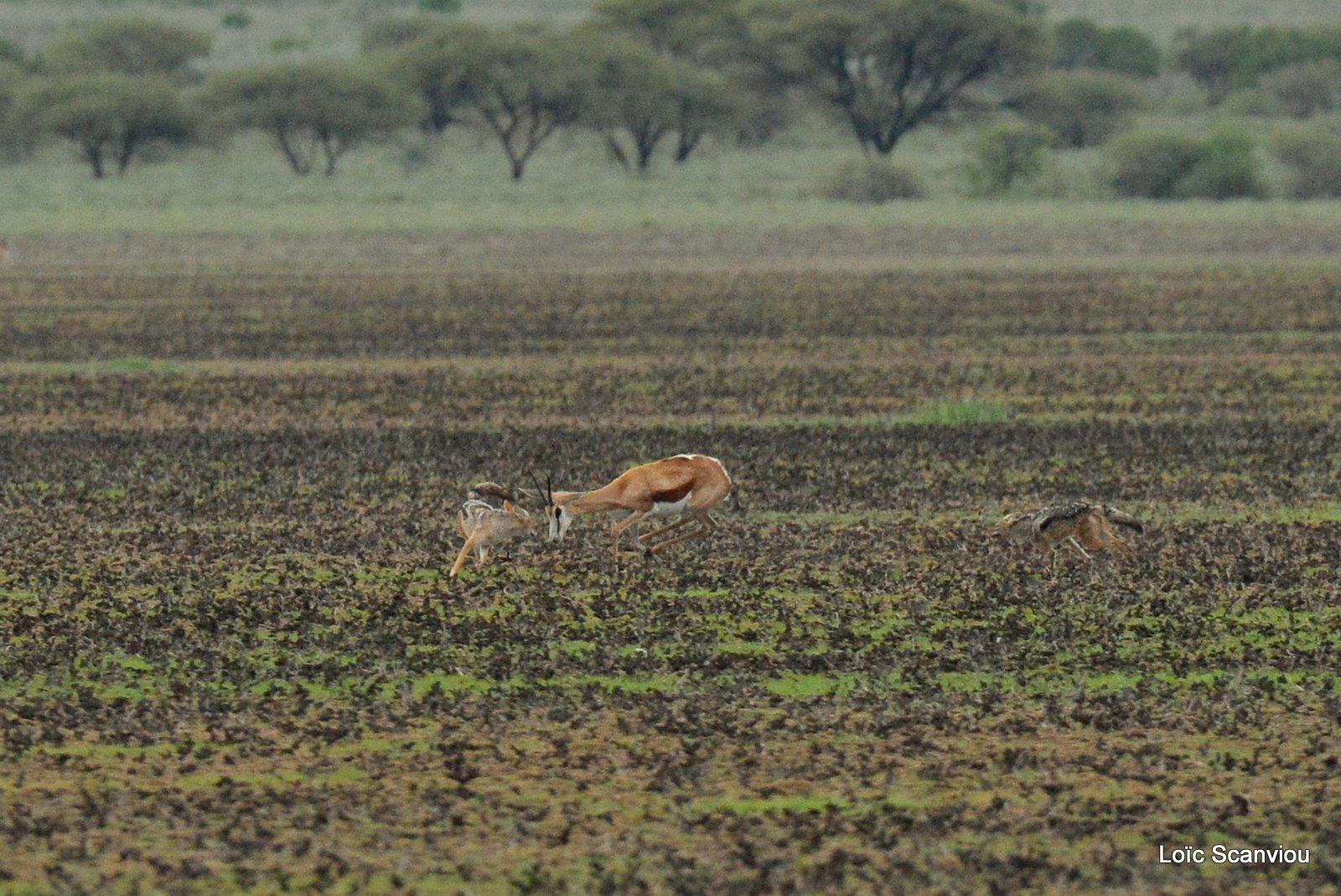 Chacals à chabraque et Springbok/Jackals and Springbok (2)