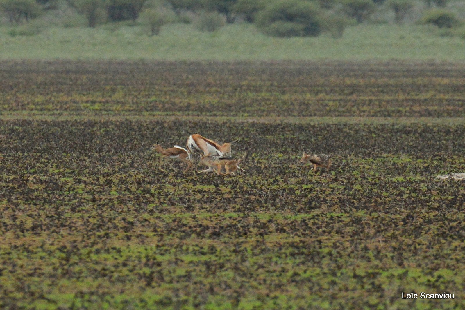 Chacals à chabraque et Springbok/Jackals and Springbok (3)