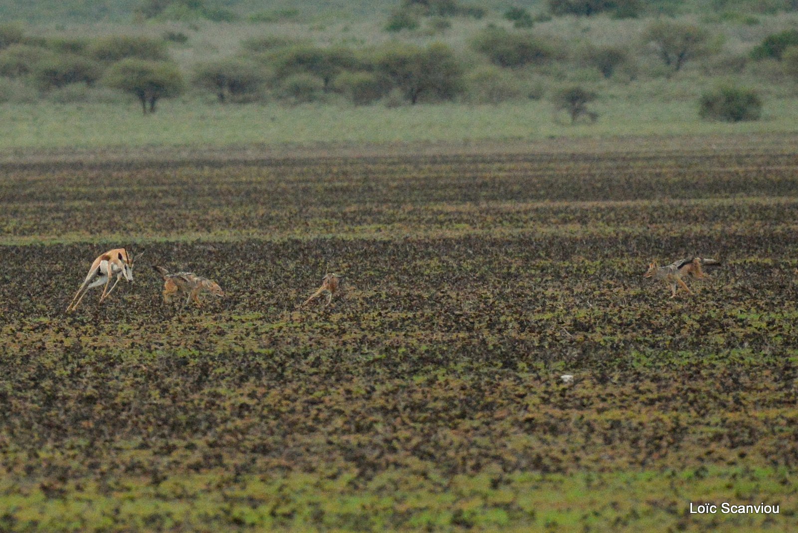 Chacals à chabraque et Springbok/Jackals and Springbok (4)