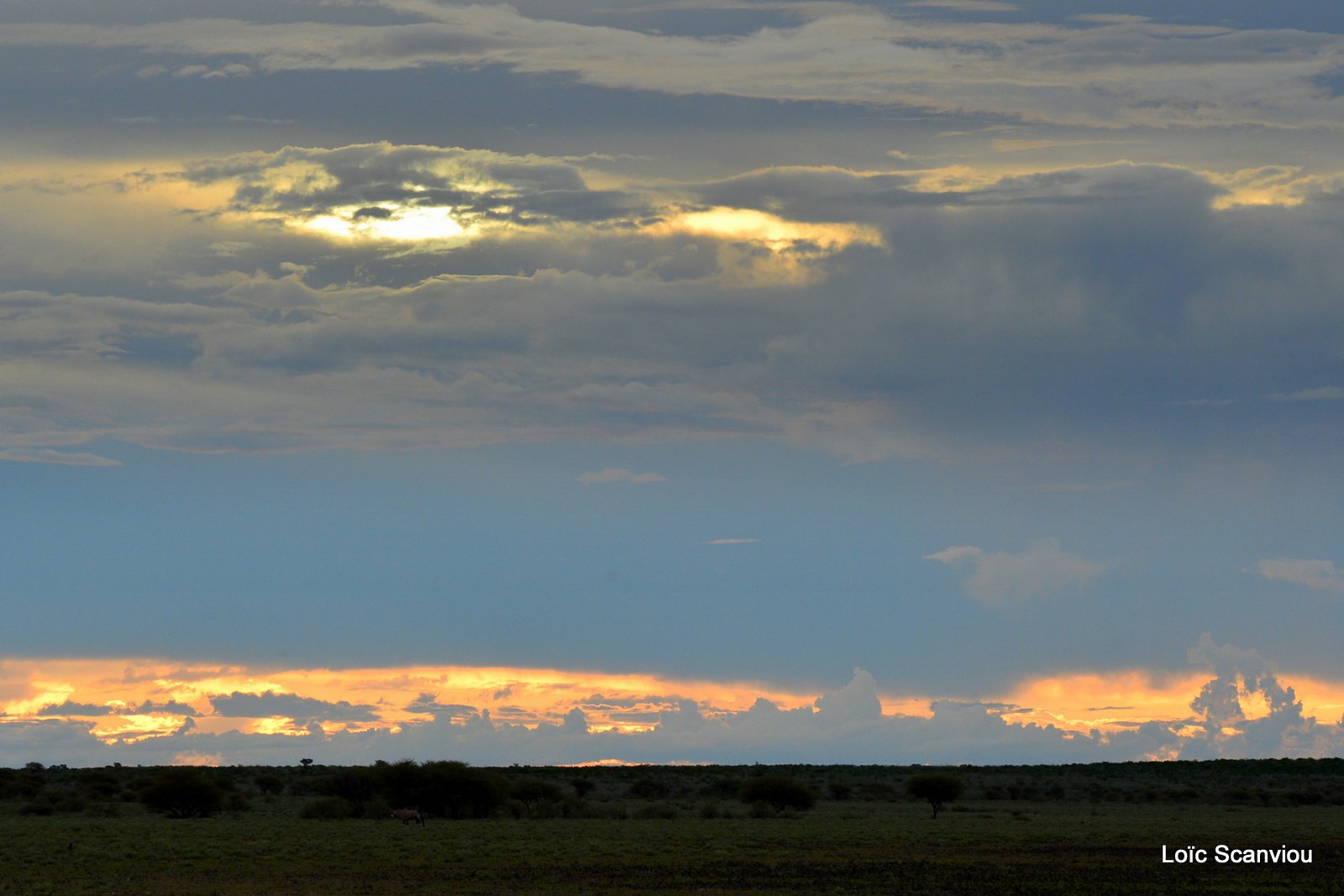 Central Kalahari 2020 (87)