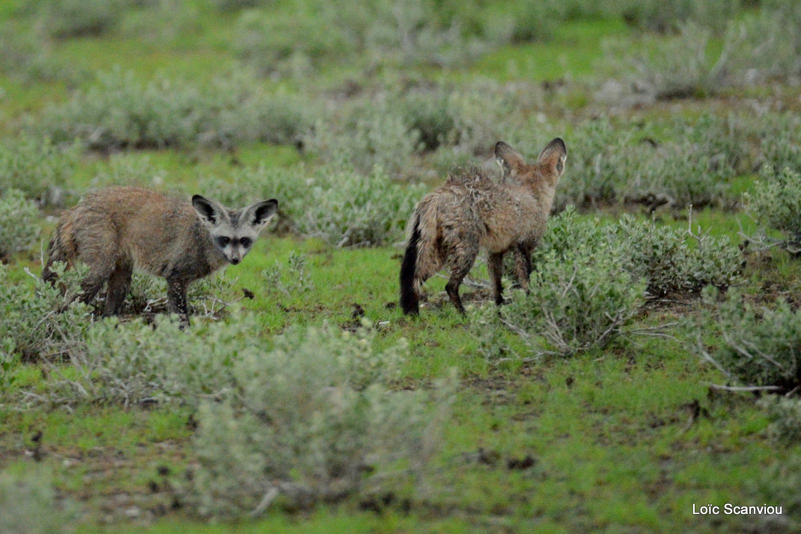 Otocyon/Bat-eared Fox (4)