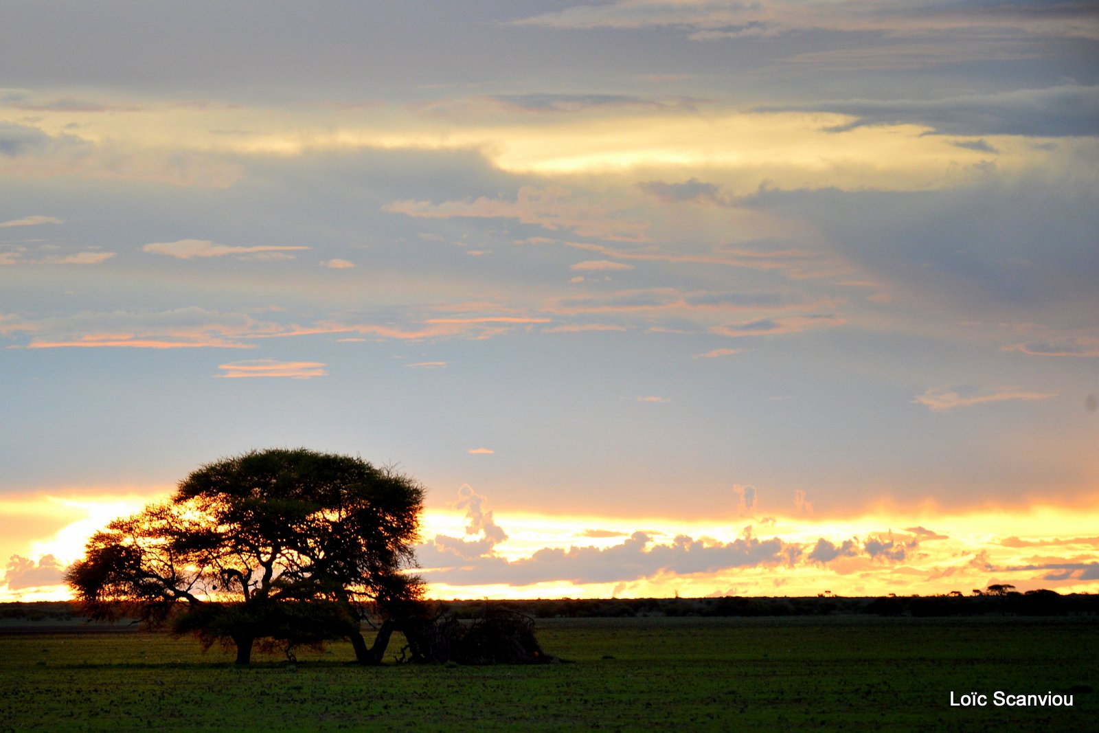 Central Kalahari 2020 (89)