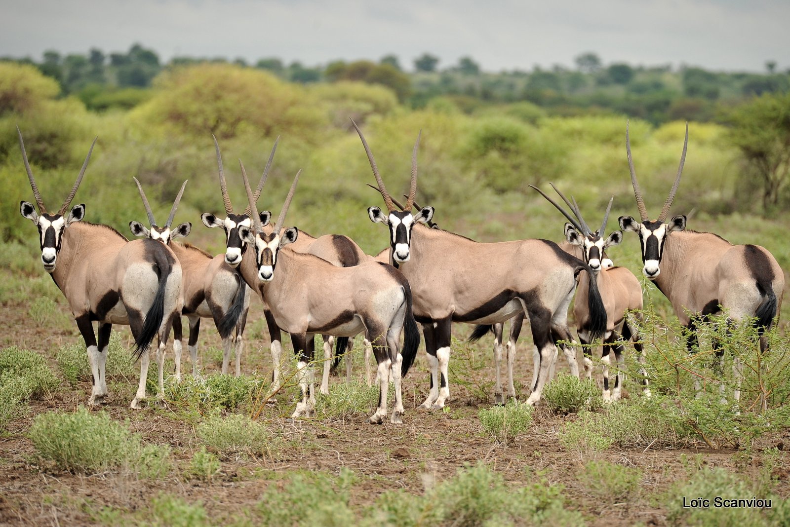 Oryx gazelle/Gemsbok (3)