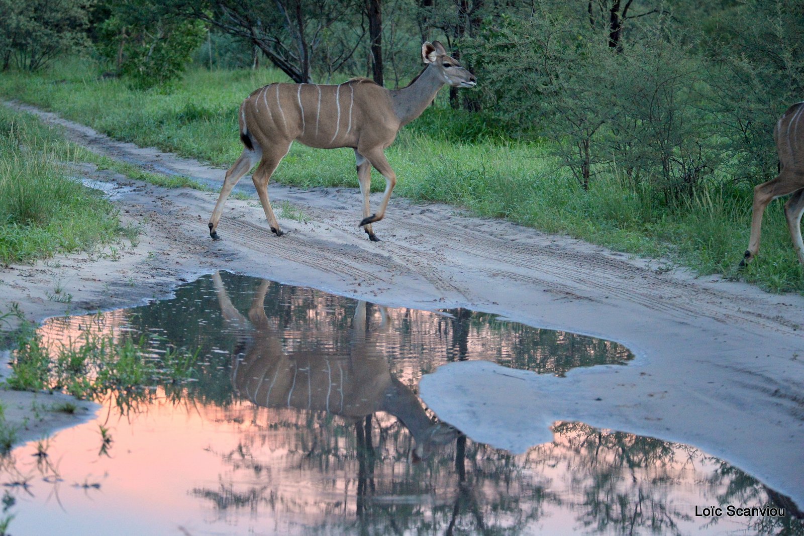 Grand koudou/Greater Kudu (3)