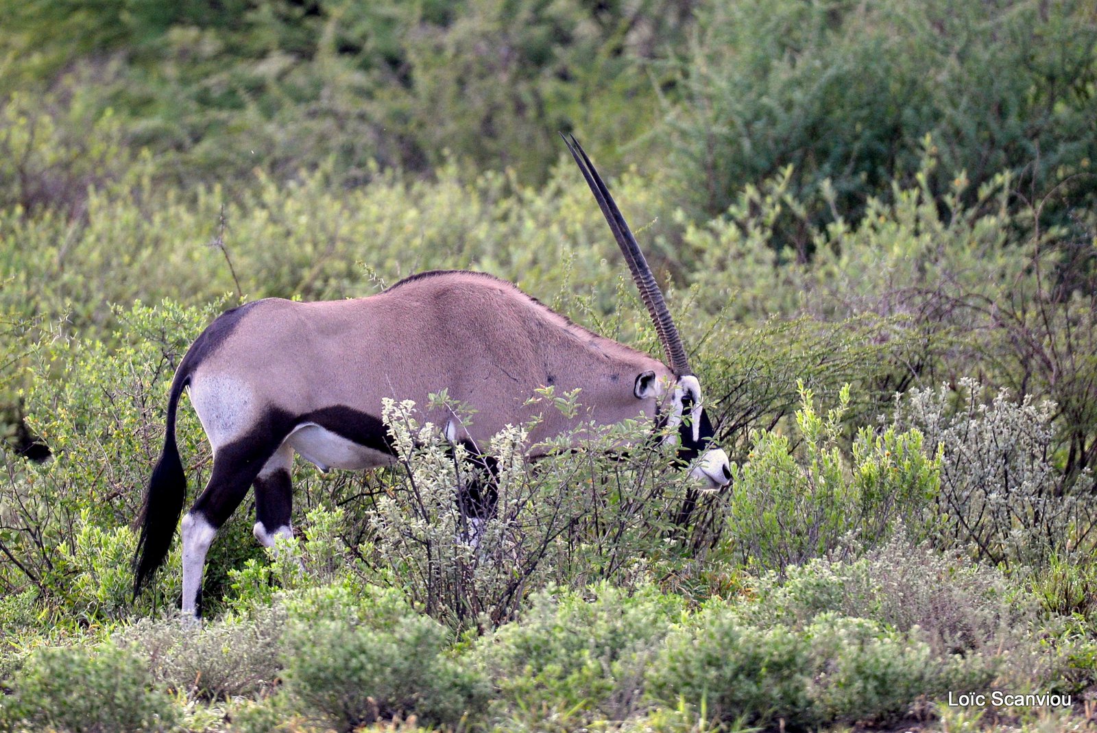 Oryx gazelle/Gemsbok (6)