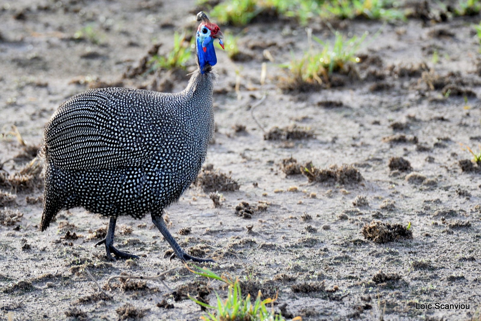 Pintade de Numidie/Helmeted Guineafowl (1)