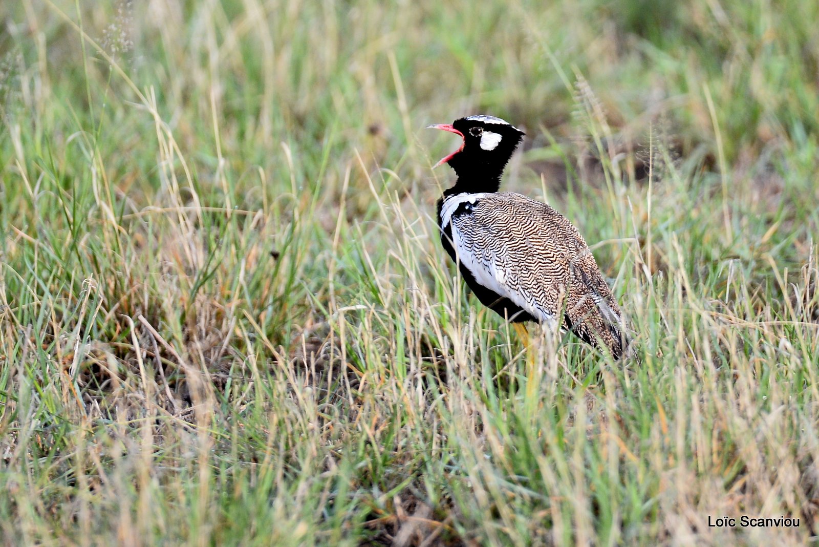 Outarde à miroir blanc/Northern Black Korhaan (3)
