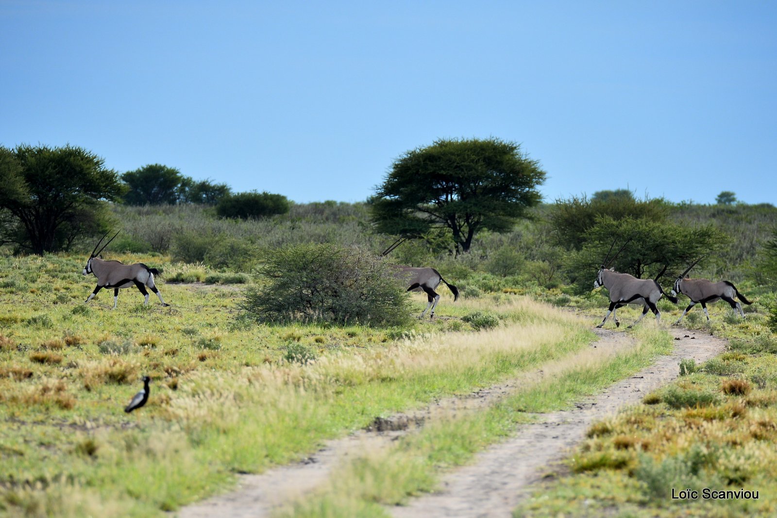 Oryx gazelle/Gemsbok (7)