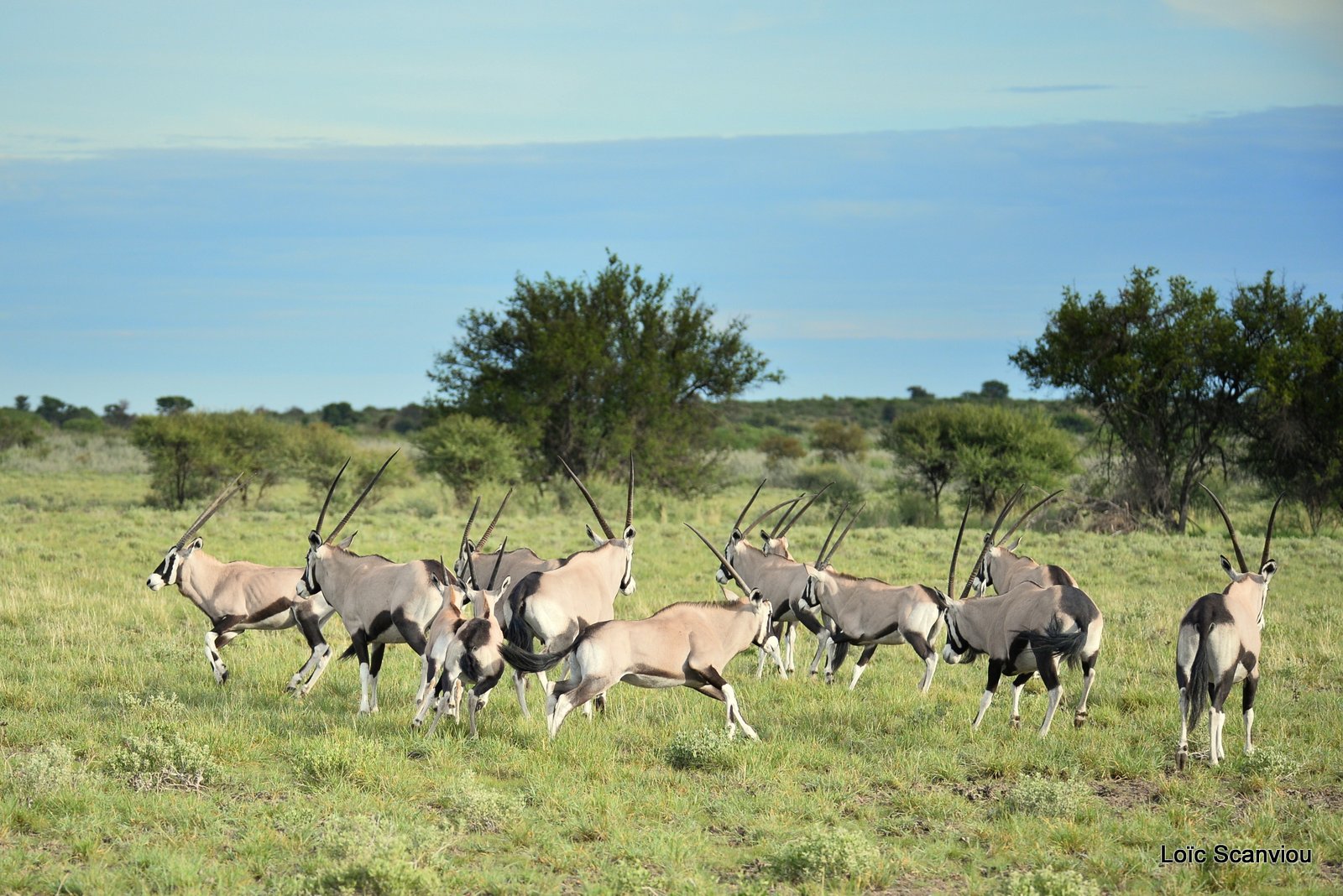 Oryx gazelle/Gemsbok (9)