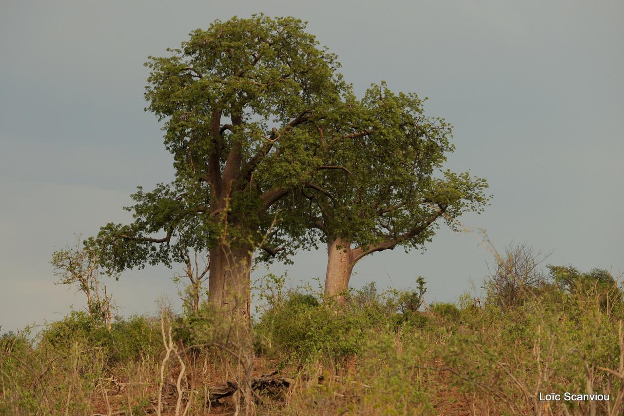 Chobe National Park (1)