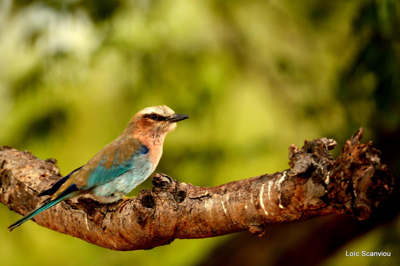 Rollier à longs brins/Lilac-breasted Roller (1)