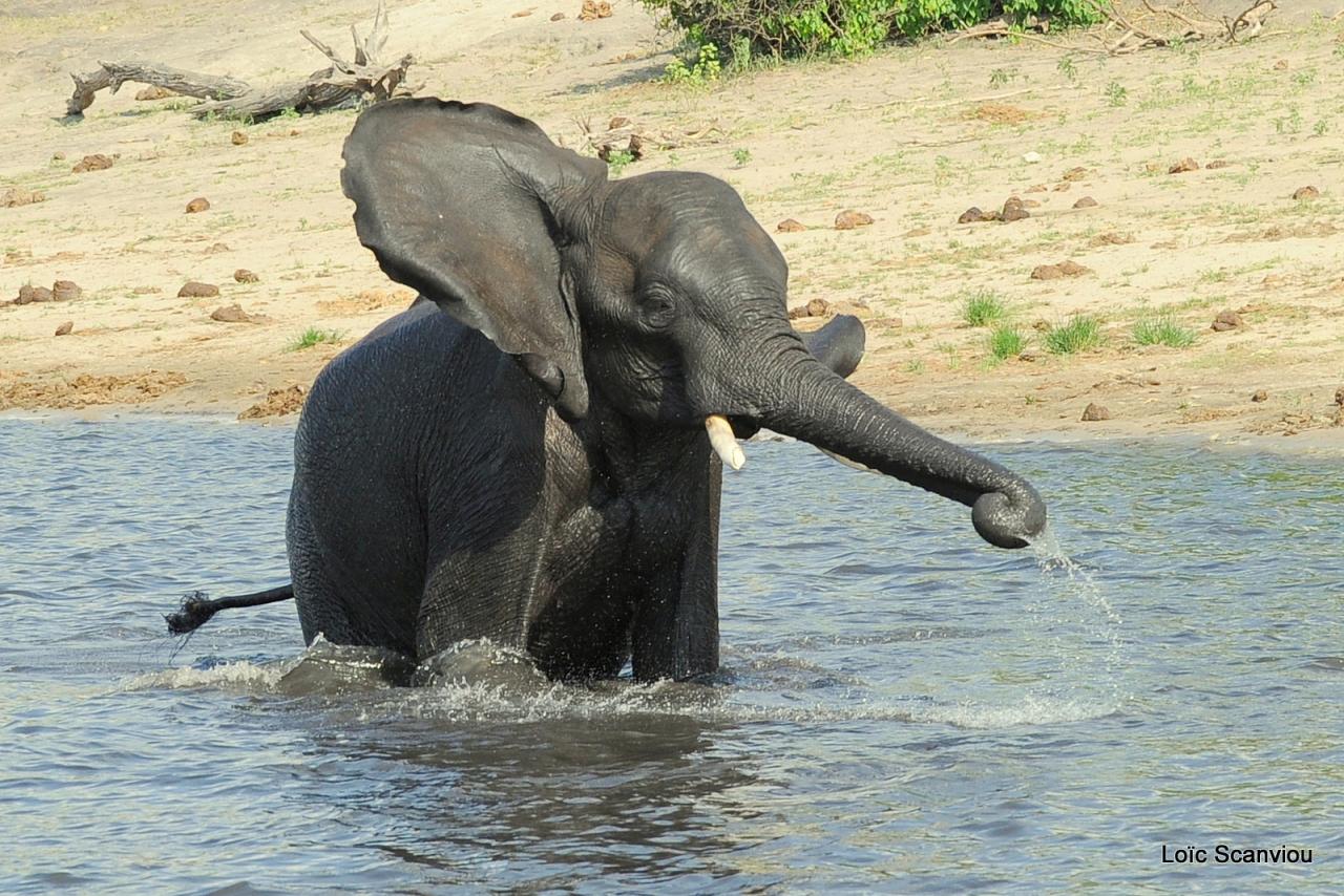 Eléphant (34)