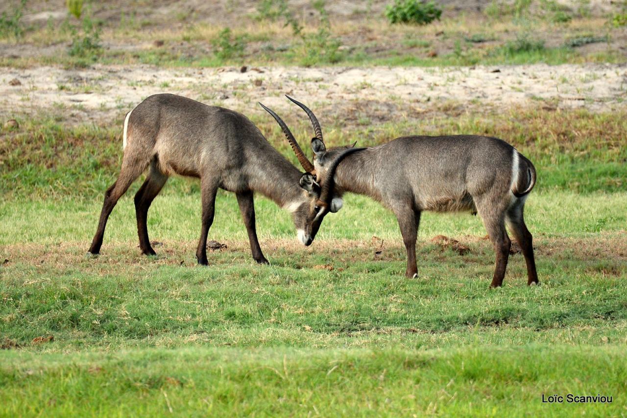 Cobe à croissant/Waterbuck (2)