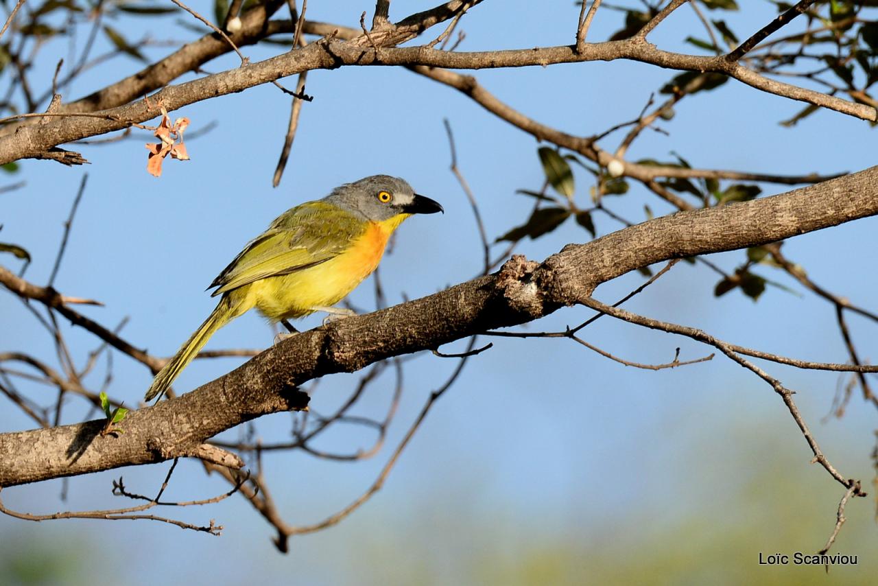 Gladiateur de Blanchot/Grey-headed Bush-Shrike (1)