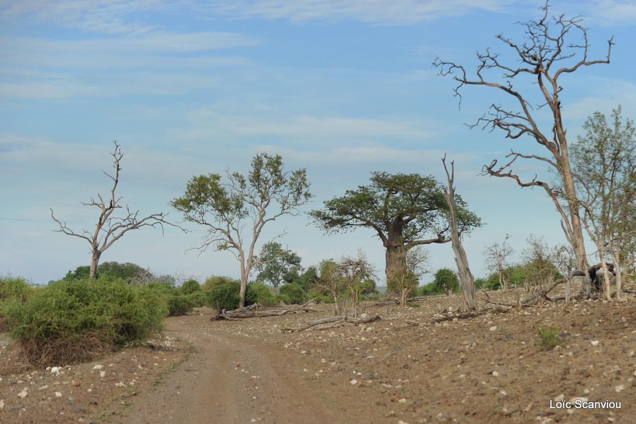 Chobe (9)