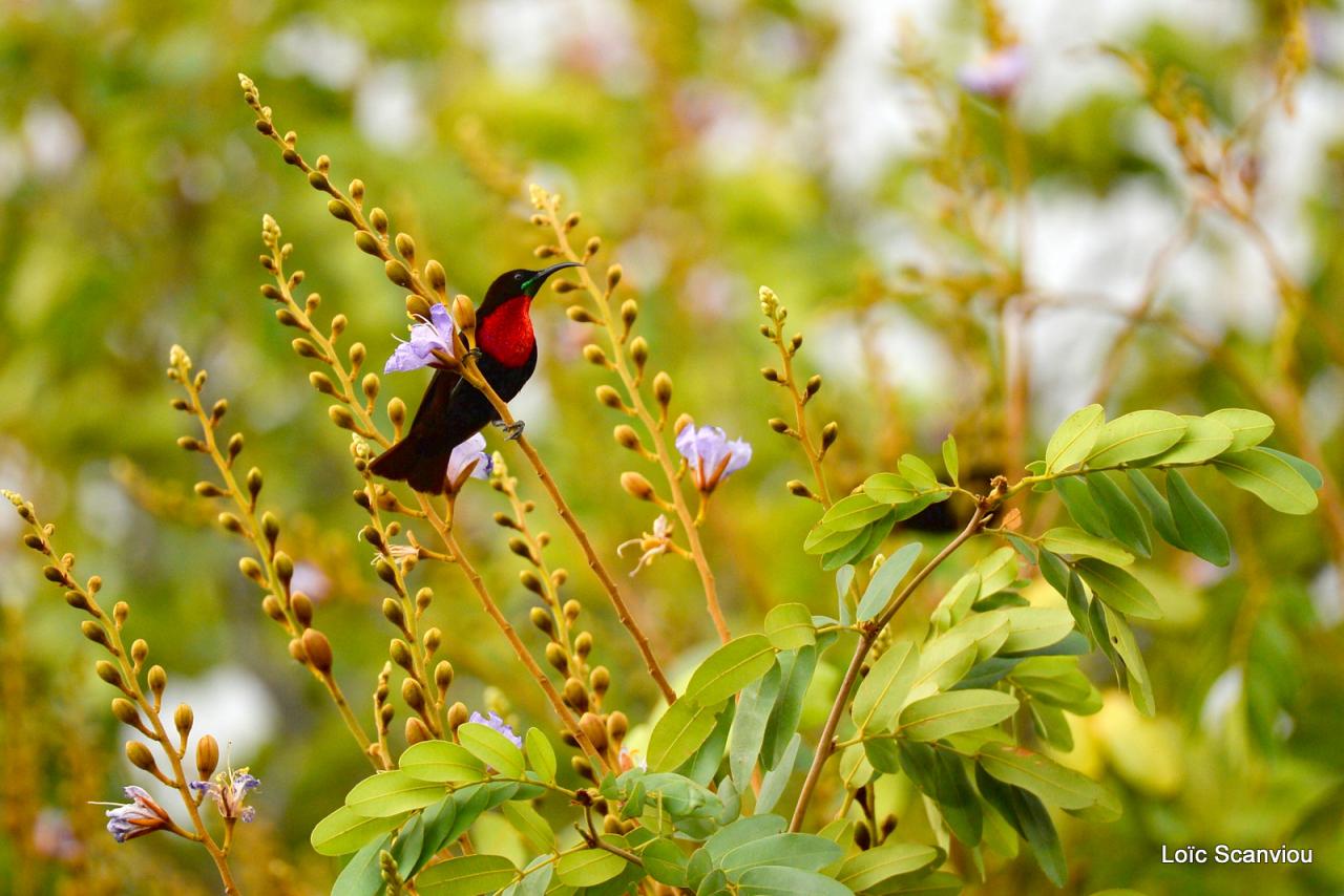 Souimanga à poitrine rouge/Scarlet-chested Sunbird (1)